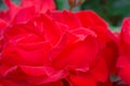 Red roses background