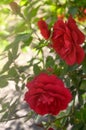 Red Roses. Beautiful red climbing roses in the summer garden. Summer background