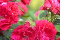 Red Roses. Beautiful red climbing roses in the summer garden Royalty Free Stock Photo