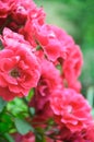 Red Roses. Beautiful red climbing roses in the summer garden Royalty Free Stock Photo