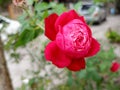 Red roses beautiful grow in the yard Royalty Free Stock Photo