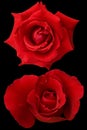 Red roses on black background,beautiful flowers,love