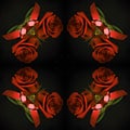 Red roses on a black background in an old bottle
