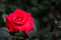 red roses on black background. Top view and copy space flower and love Royalty Free Stock Photo