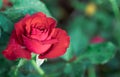 red roses on black background. Top view and copy space flower and love Royalty Free Stock Photo