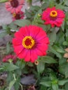 Red roses bloom beautifully in the yard home Royalty Free Stock Photo