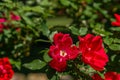 Red Roses Blooming in the Spring Time Royalty Free Stock Photo