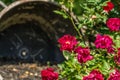 Red Roses Blooming in the Spring Time Royalty Free Stock Photo