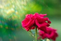 Red Roses blooming in summer garden. Rose flowers growing outdoors, nature. Gardening Royalty Free Stock Photo