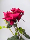 beautiful red roses on a plain background Royalty Free Stock Photo