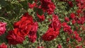 Red roses blooms in the garden