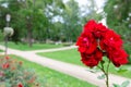 Red roses in the botanical garden, flowering roses in the park