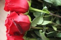 Red roses, Red roses bouquet, red roses background