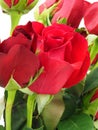 Red roses in bouquet