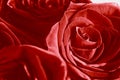 Red roses bouquet extreme close up, full frame floral background in bright red velvet color. Celebration, life event concept Royalty Free Stock Photo