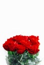 Red roses bouquet on white background Royalty Free Stock Photo