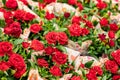 Red roses in bouquets, background backdrop design. Small blossom flowers of bushy roses, fresh natural beautiful scarlet rose