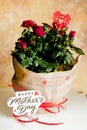 Red roses in pot on white table and yellow background.Potted plant in holiday package.Mother`s Day gifts -potted red Royalty Free Stock Photo