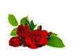 Red roses and buds on a white background with space for text. Valentine composition Royalty Free Stock Photo