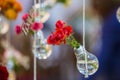 Red roses in a bulb with water. Vase with flowering plants hanging on a rope on a background of blurry flowers and foliage. Royalty Free Stock Photo