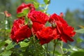 Red roses bush