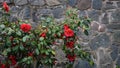 Red roses on a Bush against a stone wall Royalty Free Stock Photo