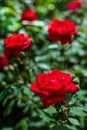 Red roses bush blooming in the garden. summer background. selective focus. gardening and landscaping. colorful flowers Royalty Free Stock Photo