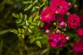 Red roses bush Royalty Free Stock Photo