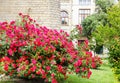 Red roses bush Royalty Free Stock Photo