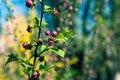 Red roses bush in the garden Royalty Free Stock Photo