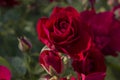 Red Roses on a bush in a garden. Royalty Free Stock Photo