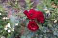 Red Roses on a bush in a garden close up Royalty Free Stock Photo