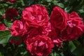 Red roses on a bush in a garden.