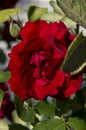 Red Roses on a bush in a garden. Royalty Free Stock Photo