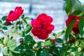 Red roses bush on green garden background Royalty Free Stock Photo