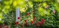 Red roses bush outdoors Royalty Free Stock Photo