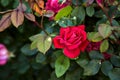 Red roses in a bush seen up close Royalty Free Stock Photo