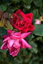 Red roses in a bush seen up close Royalty Free Stock Photo