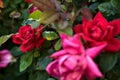 Red roses in a bush seen up close Royalty Free Stock Photo