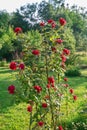 Climbing Rose Bush in Bloom Royalty Free Stock Photo