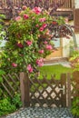 Red roses climbing on wooden fence Royalty Free Stock Photo