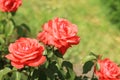 Red roses close up. Blooming rose bush in the park Royalty Free Stock Photo