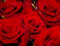 Red Roses