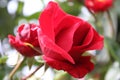 Red roses in close-up. Photography of Flowers. Love symbol. Royalty Free Stock Photo