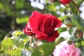 Red roses in close-up. Photography of the Queen of Flowers. Royalty Free Stock Photo