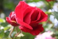 Red roses in close-up. Photography of the Queen of Flowers. Love symbol. Royalty Free Stock Photo