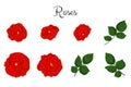 Red roses color set collection. Rose flowers with leaves isolated on white background. Vector colored elements Royalty Free Stock Photo