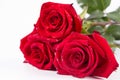 Red roses Royalty Free Stock Photo