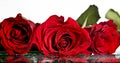 Red roses covered wit dew Royalty Free Stock Photo