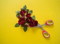 Red roses cut with sharp scissors. Royalty Free Stock Photo